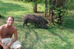 Disturbed by a Warthog