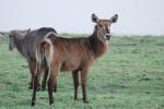 Waterbuck
