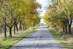 Rural Road