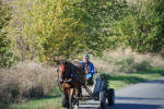 Horse Cart