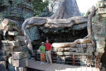 Trees Support Ta Prohm