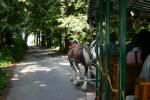 Horse Drawn Carriage