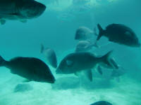 Multitude of Fish