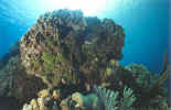 Roatan Coral