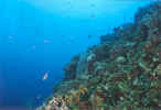 Roatan Fish