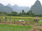 Idyllic Rice Paddy