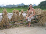 Harvested Rice