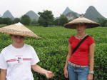 Tea Plantation