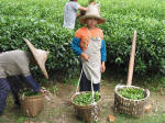 Harvesting Tea
