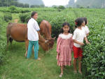 Tea Plantation