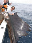 Mike's Sailfish
