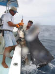 Randy's Sailfish