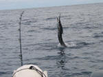 Acrobatic Sailfish!
