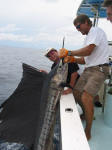 Troy's Sailfish