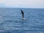 Sailfish Hooked!
