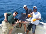 Sailfish Landed