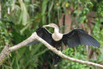 Anhinga Drying