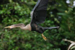 Anhinga Flying