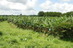 Banana Field