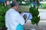 Grading Bananas