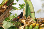 Another Pretty Bird