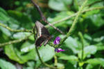 Active Butterfly