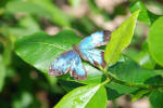 Blue Butterfly
