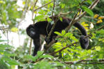 Monkeys Watching