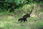 Coatis Hunting for Food