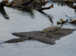 Couple of Crocs
