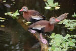 Ducks