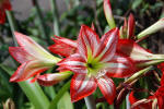 Various Pretty Flowers