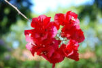 Various Pretty Flowers