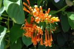 Various Pretty Flowers