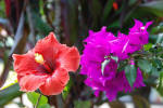 Various Pretty Flowers