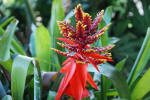 Various Pretty Flowers
