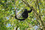 Howler Monkey