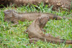 Iguanas