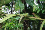 Jesus Christ Lizard
