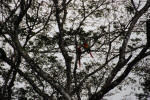 Wild Macaws in Tree