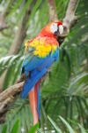 Scarlet Macaw Close Up