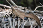 Iguana