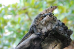 Another Iguana