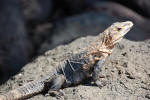 Iguana on the Rocks