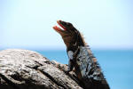 Laughing Lizard