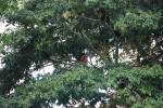 Is that an orange monkey?