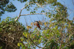 More Birds