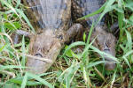 Caimans Close-Up