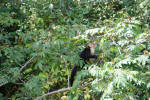 Capuchin Monkey