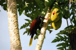 Oropendola Eating Mango